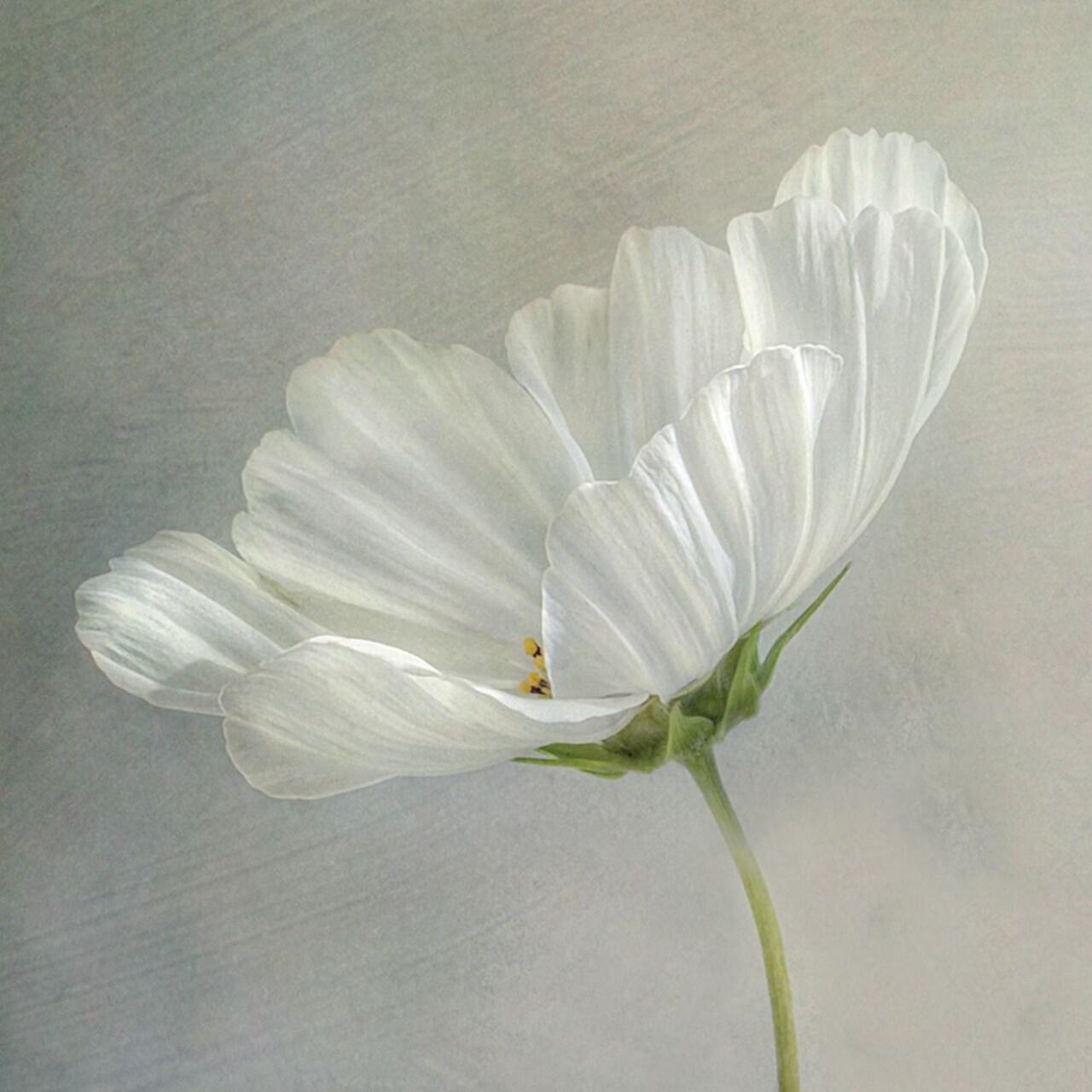 Daisy Detail Poster Print by Mandy Disher - Item # VARPDX19780